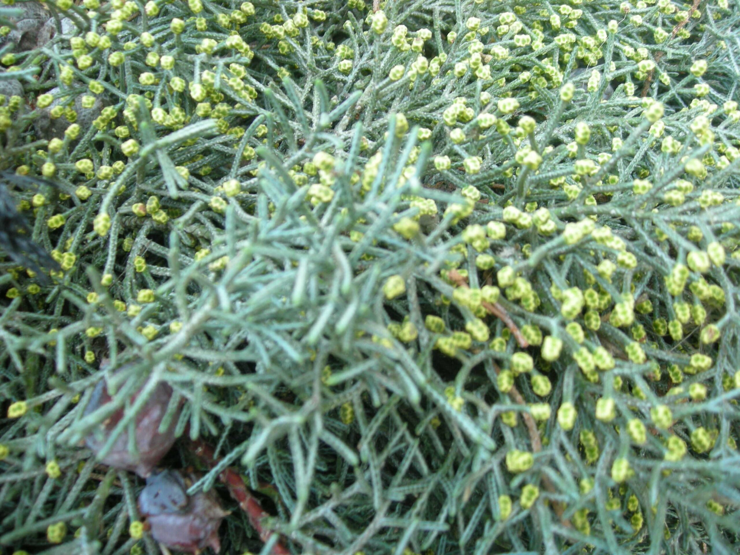 Schacht France Schnittgrün Produktion Cupressus Arizonica Glauca
