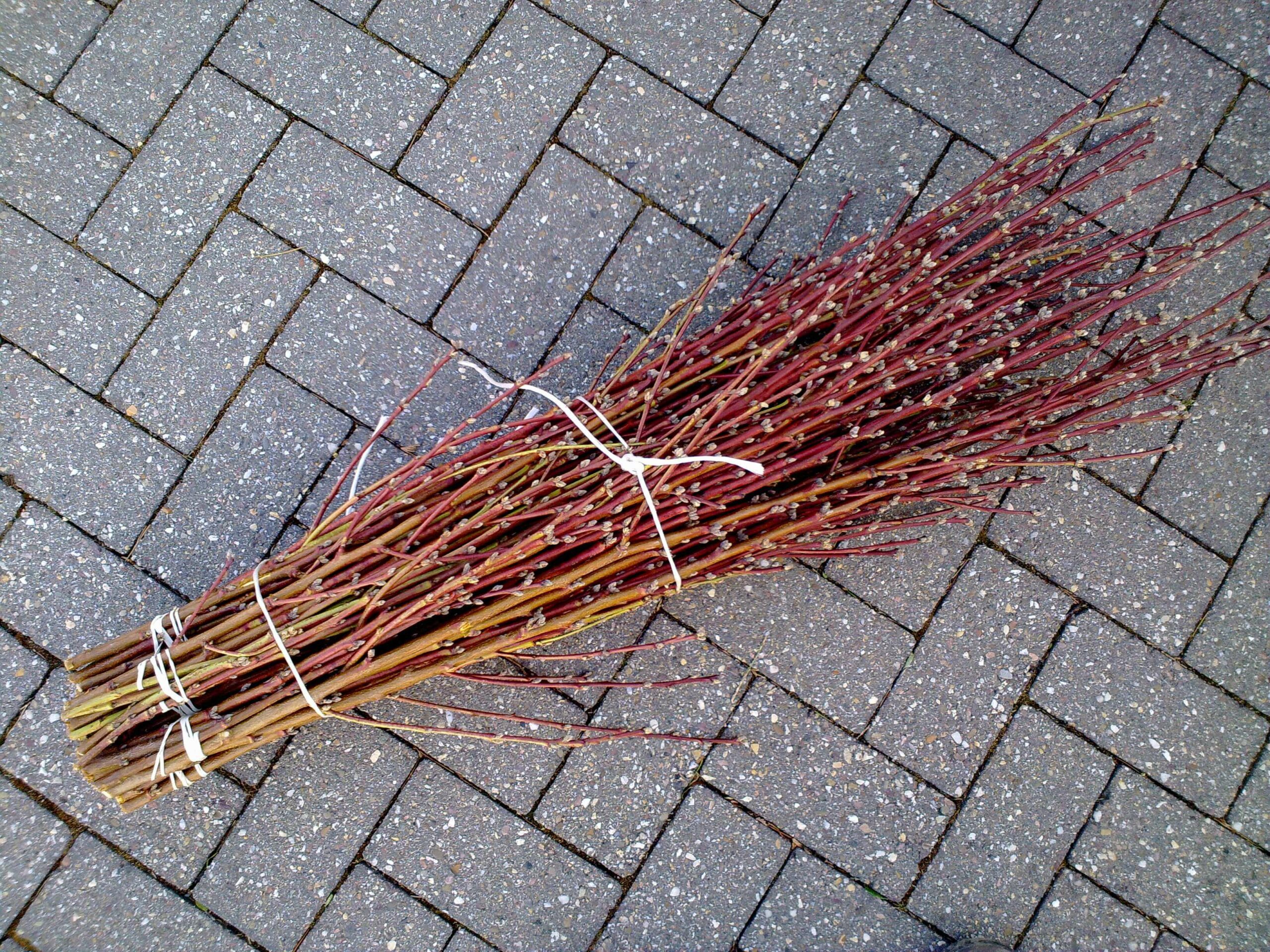 Schacht France Schnittgrün Produktion Pfirsichzweige Prunus Persica Handbund