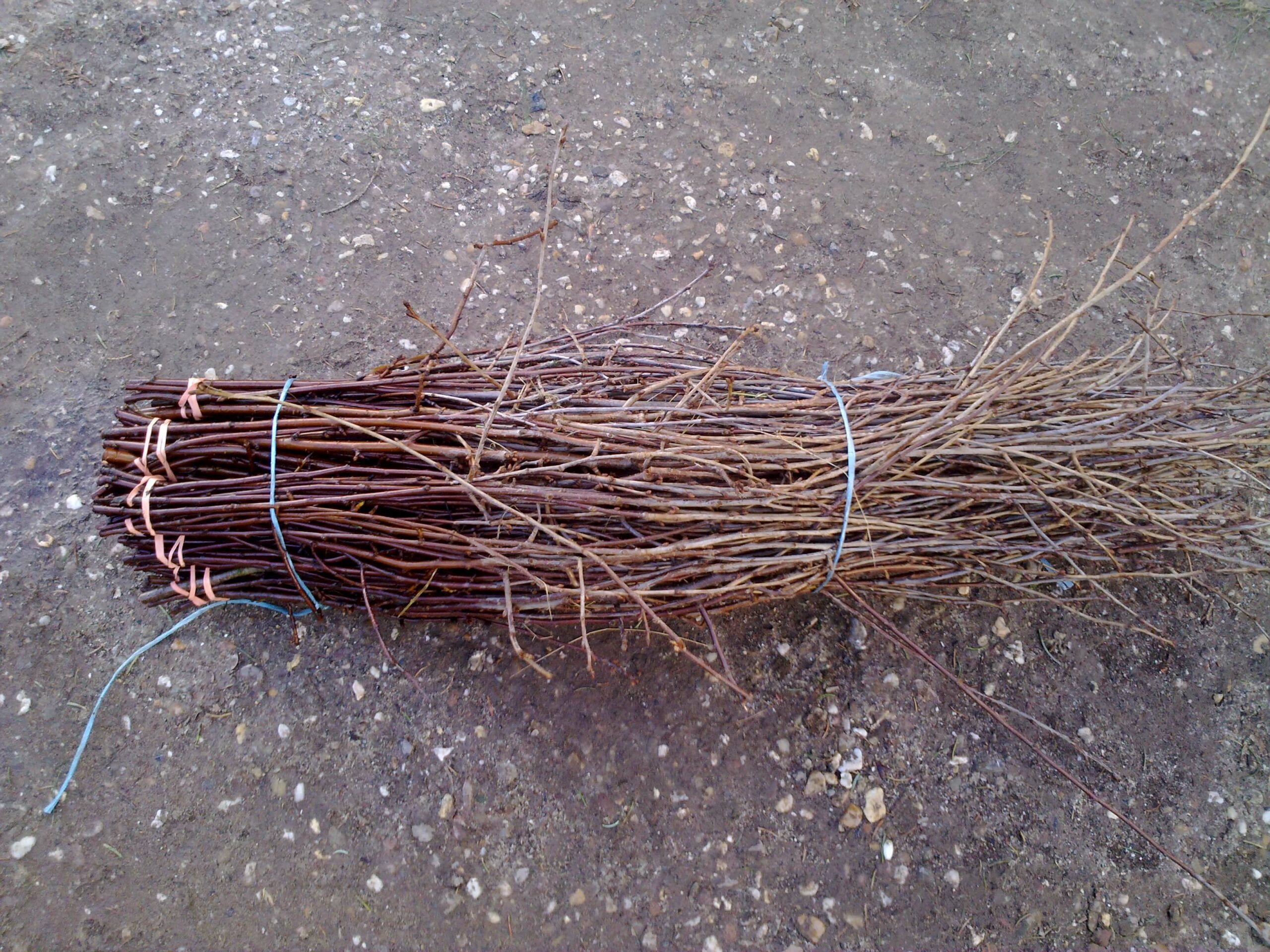 Schacht France Schnittgrün Produktion Kirschzweige Prunus Carasus Handbund