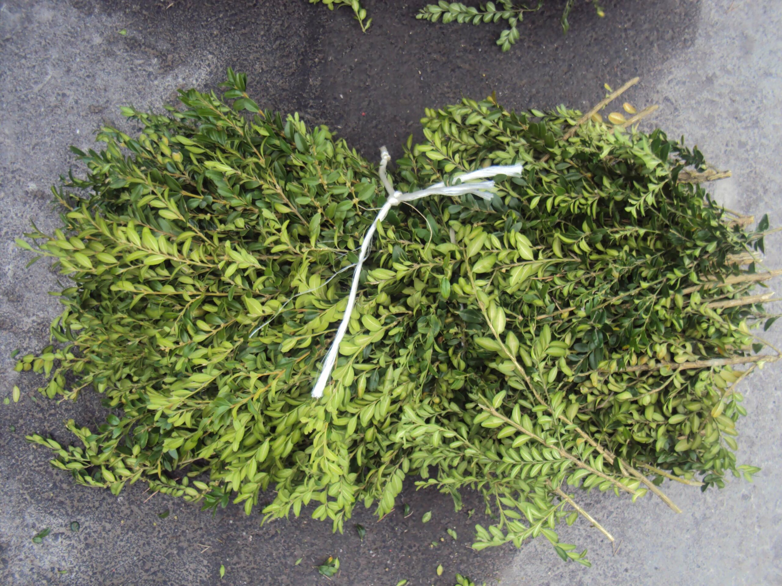 Schacht France Schnittgrün Produktion Buxus Buchsbaum