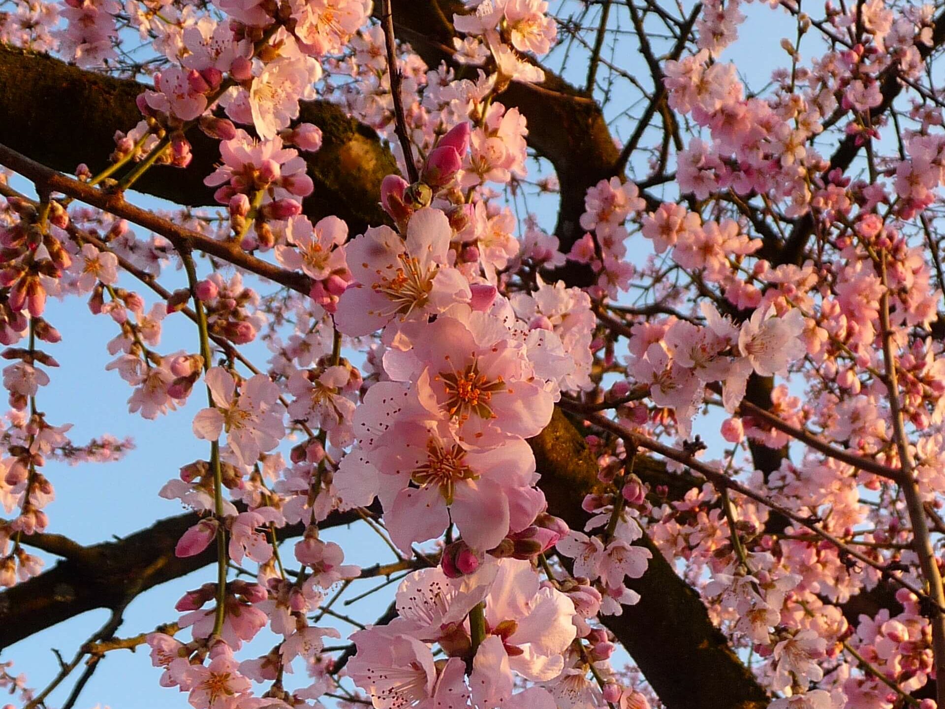 Schacht France Schnittgrün Produktion Mandelblüte Prunus Dulcis Handbund
