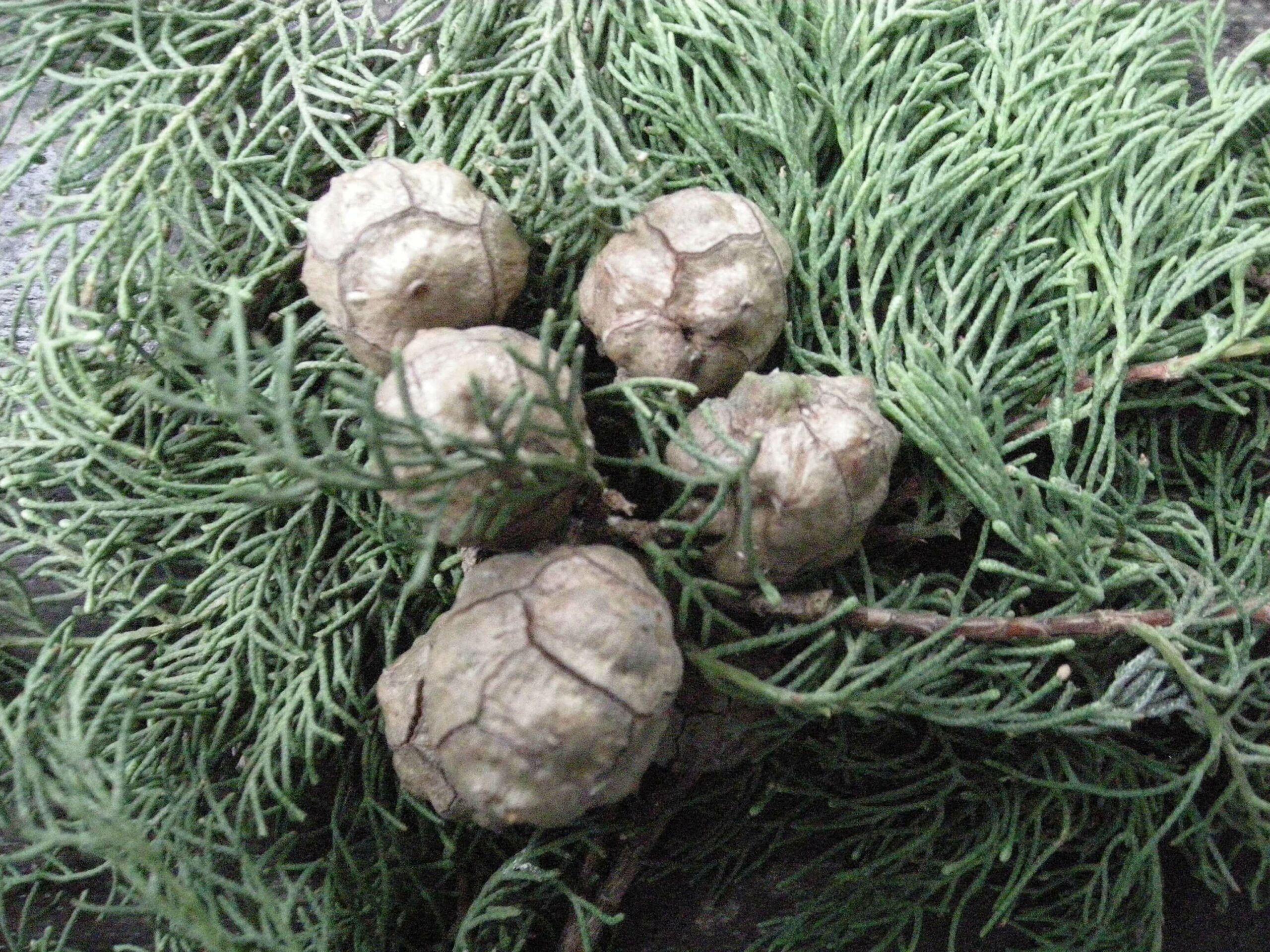 Schacht France Schnittgrün Produktion Cupressus Arizonica Grün