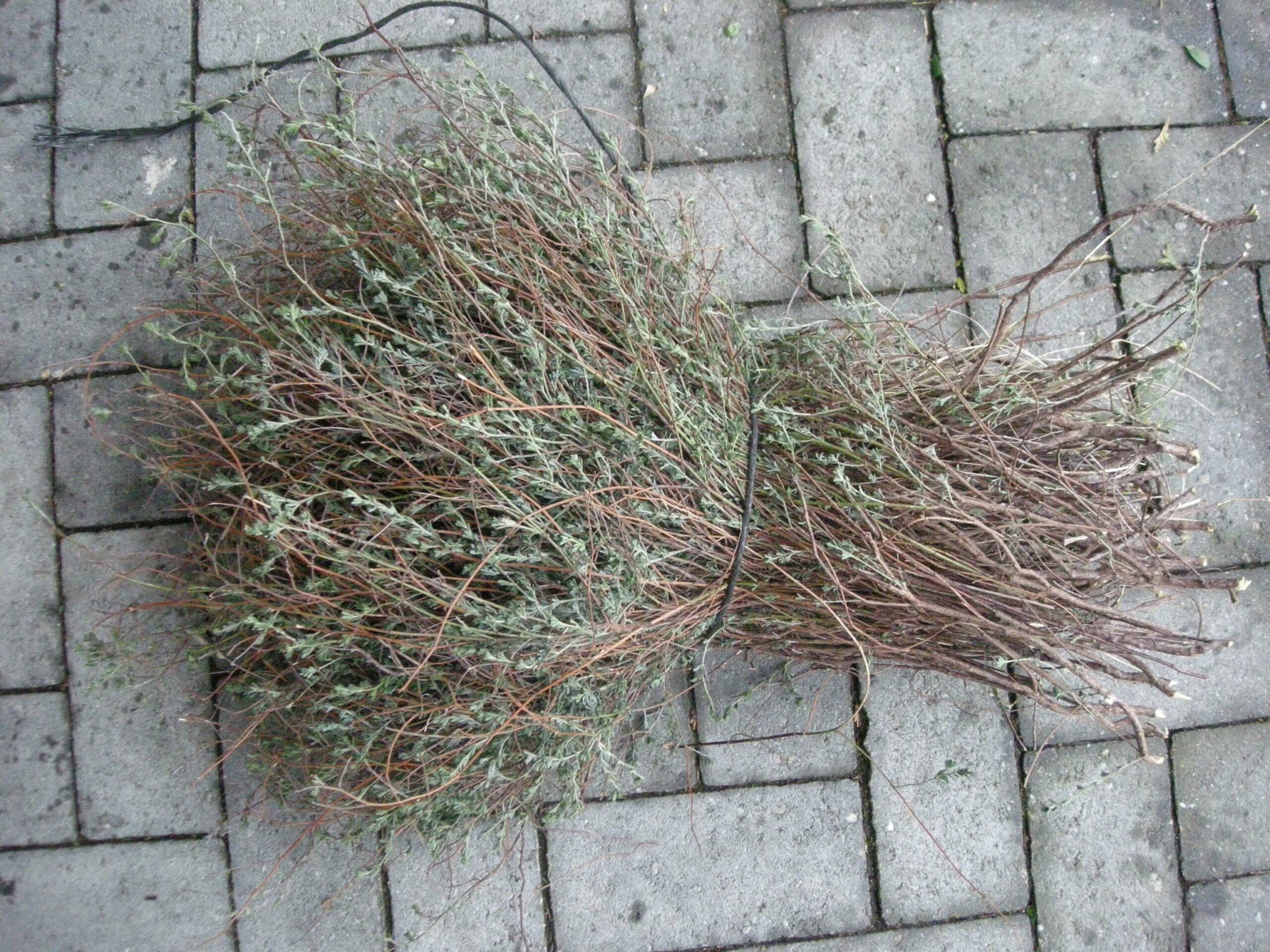 Schacht France Schnittgrün Produktion Euohorbia Spinosa Handbund