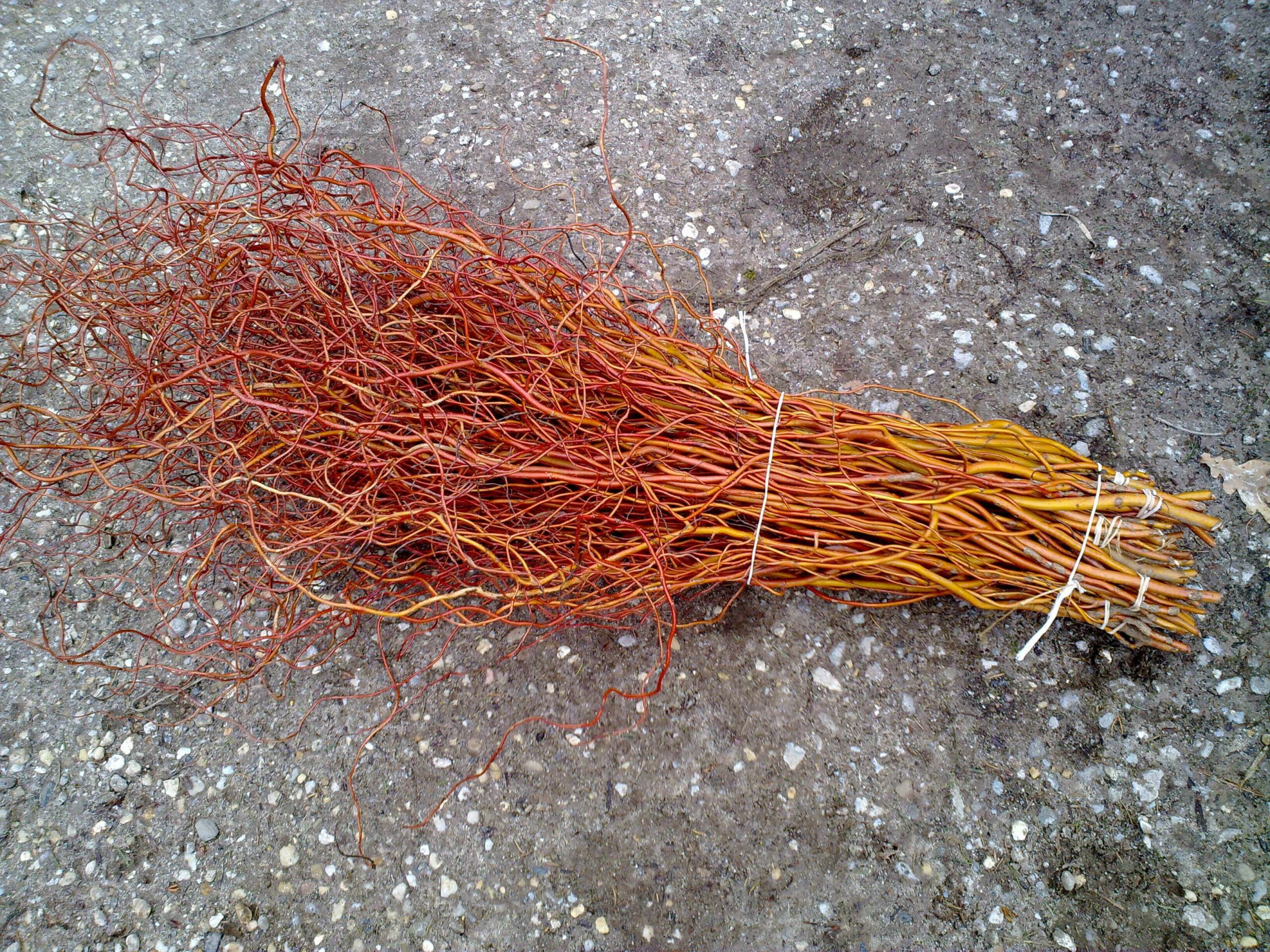 Schacht France Schnittgrün Produktion Korkenziehweide Salix Tortuosa Handbund